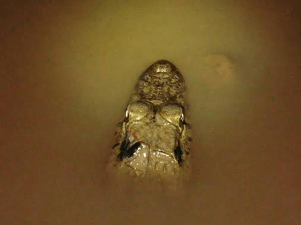 Tambopata Actividad Caimanes 2