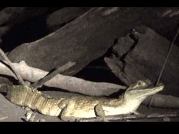 Tambopata Actividad Caimanes 4