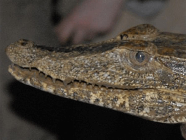 Tambopata Caimanes Actividad