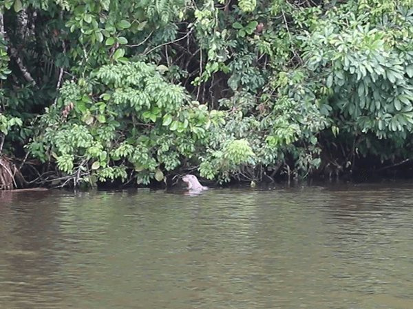 Tambopata Lago Sandoval Tour 3