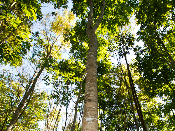 Tambopata Mahogany Tour
