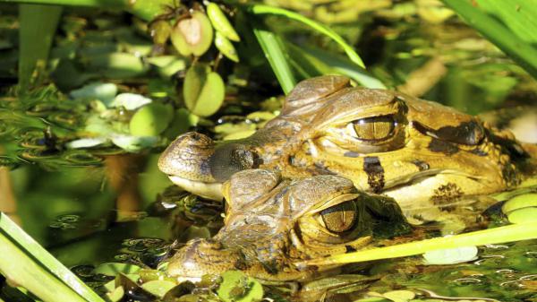 Giant Otters & The Rainforest