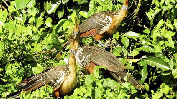 Giant Otters & The Wildlife
