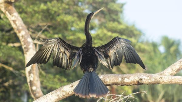 Birdwatching Experience