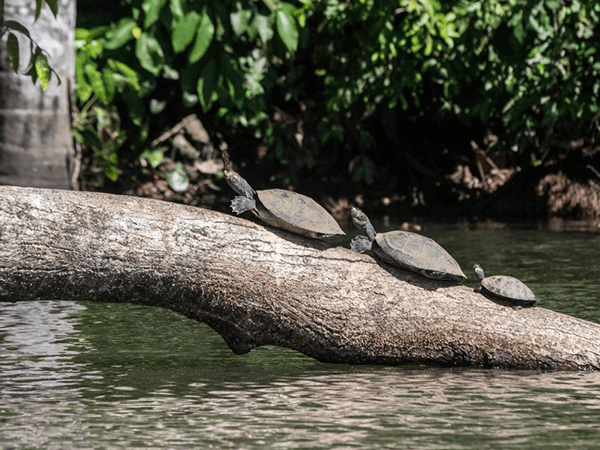 Tambopata Lake Sandoval Touristic Program 1