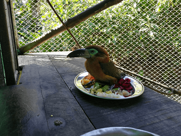 Tambopata Lake Sandoval Touristic Program 5