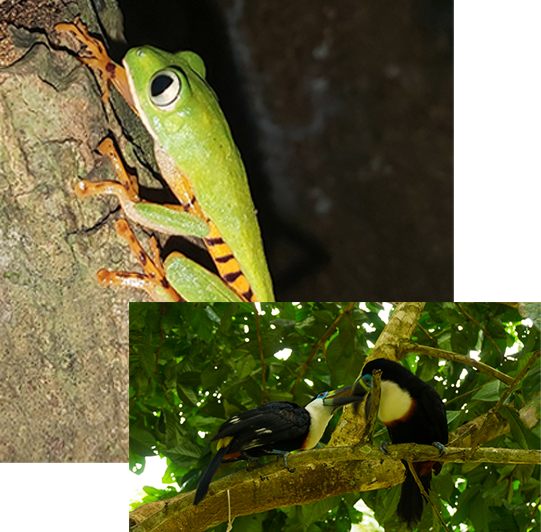 Tambopata River Tour