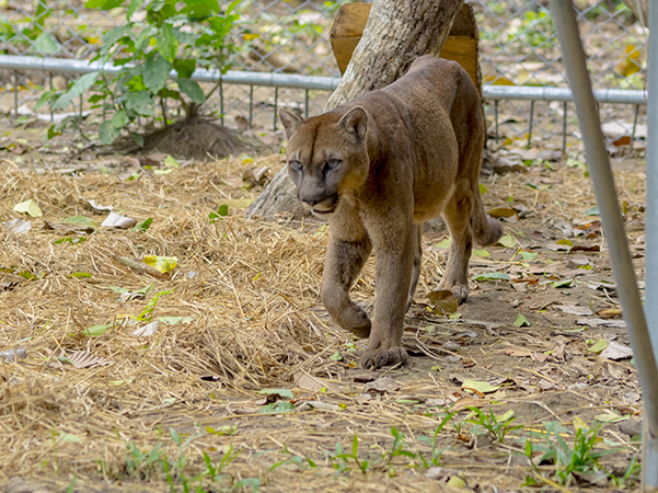 Amazon Volunteer Program 1