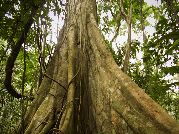 Amazon Volunteer Program 3