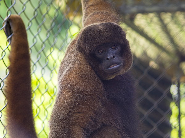 Amazon Volunteer Program 4