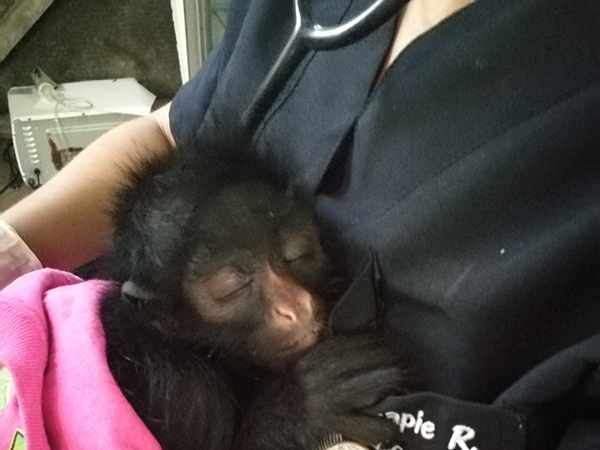 Amazon Volunteer Program 6